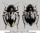 Sternodes caspicus Semenov, 1905.JPG
