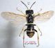 Z18 n° 2374 Zonuledo amoena F - Forum.jpg