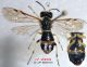 Z19 n° 2333 Zonuledo zonula F - Forum.jpg