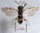 Z19 n° 2332 Zonuledo zonula M - Forum.jpg