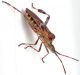Leptoglossus1.jpg