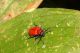 Pereto_16-VI-2012_CN030.JPG