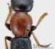 Paederus_cf_littoralis_littoralis_protorace_alto_FEI_clido_1200px.jpg