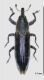 Lixus sp Firm medido.jpg