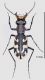 Cicindela hispanica medida firm.jpg