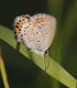 IMGP4213_BLUE3_Q_sm.JPG