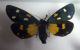 Arctiidae Correas 1.jpg