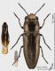 Sphenoptera_m_s.JPG