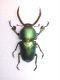 lamprina adolphinae2-A.jpg