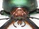 lamprina adolphinae2-G.jpg