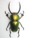 lamprina adolphinae3-A.jpg