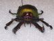 lamprina adolphinae3-C.jpg