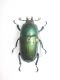 lamprina adolphinae F1-A.jpg