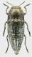 Sphenoptera_antiqua_Monte_Morra_8-VII-2012_14,5mm_grey.jpg