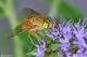 DSC_3028pbase.jpg