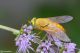 DSC_3021pbase.jpg