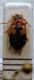 Lebia scapularis.JPG