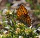IMGP3773_FRIT_sm.JPG