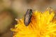 Pereto_10-VII-2012_CN016.JPG
