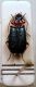 Lebia cyanocephala.JPG