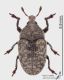 Larinus_s.JPG