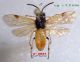 n° 2027 Arge melanochroa M - Forum.jpg