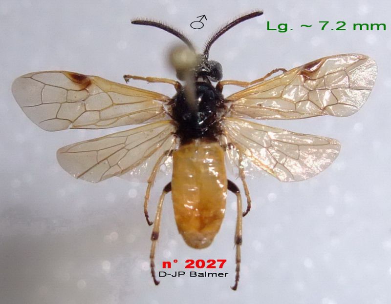 n° 2027 Arge melanochroa M - Forum.jpg