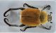 Comb0002_8r.jpg
