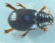 P7100731cr.jpg