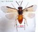 n° 4081 Athalia rosae M - Forum.jpg