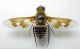bombyliidae06.jpg