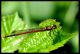 Pyrrhosoma nymphula.jpg