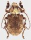 Onychocerus_crassus_grey.jpg