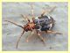 Ptinomorphus sp. - Dutovlje - Slovenia - 17.3.2012 (2).JPG