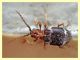 Ptinomorphus sp. - Dutovlje - Slovenia - 17.3.2012 (4).JPG
