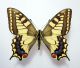 machaon prima gen.jpg