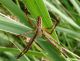 argiope bruennichi maschio di spalle.JPG