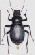 tenebrionido red, arr. firmado y medido.jpg