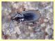 probabile Agonum sp. - Toe Caldara - 11.3.2012.JPG