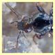 probabile Agonum sp. - Toe Caldara - 11.3.2012 (1).JPG