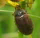 Tenebrionidae Isomira cfr. murina.JPG