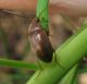Tenebrionidae Isomira sp..JPG