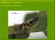 Mesopolobus sericeus.jpg