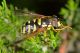 limbara100612 037mod.jpg