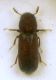 Rhyzopertha cf. dominica (Fabricius 1792) - Bostrichidae.JPG