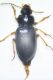 Trichotichnuslaevicollis02C.jpg