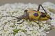 d1c2_Pachyta_quadrimaculata.jpg