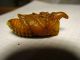 Pupa Oryctes 1.jpg