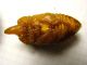 Pupa Oryctes.jpg