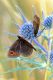 erebia sp.jpg